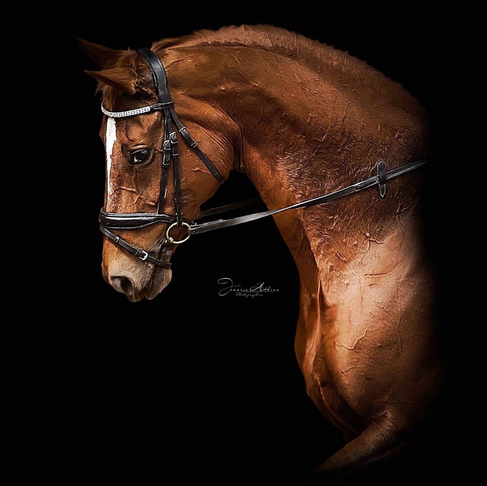 Australian Dressage Championships